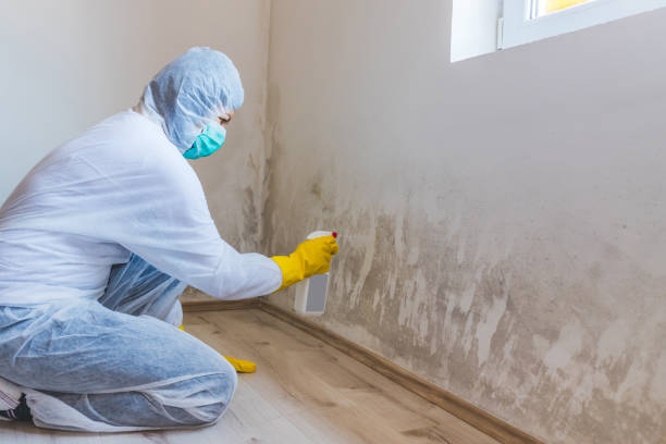 Licensed Basement Mold Remediation service in Union, NJ - Car Mold Remediation