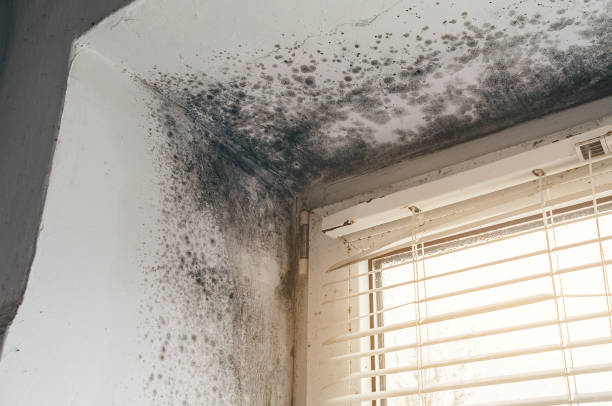 Affordable Basement Mold Remediation solutions in Union, NJ